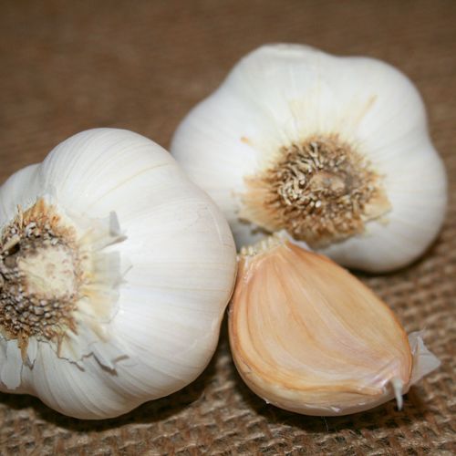 Garlic Silver White Bulbs
