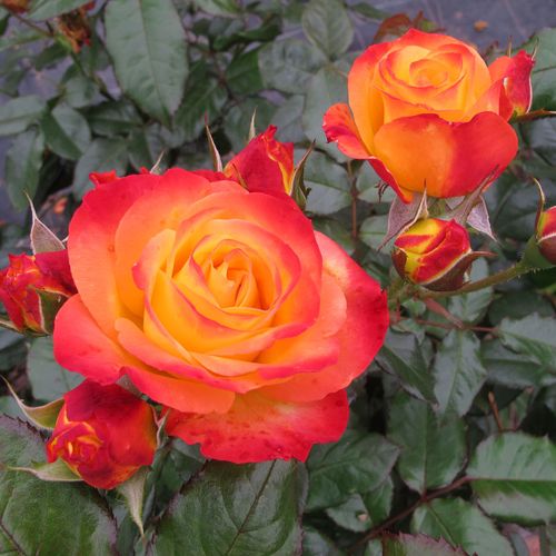 Rosa Oso Easy En Fuego Rose