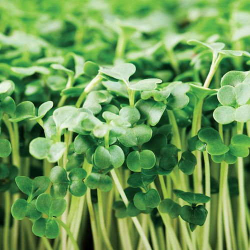 Calabrese Broccoli Seeds