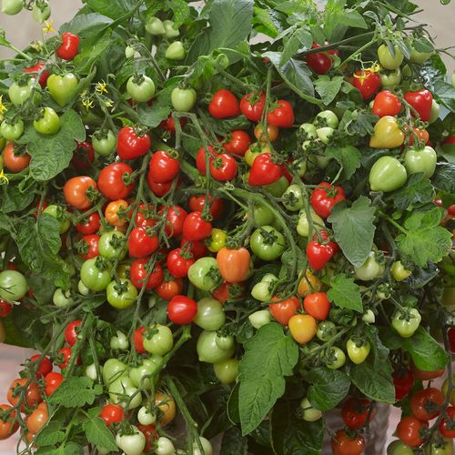 Heartbreakers Vallery Red Hybrid Tomato Seeds