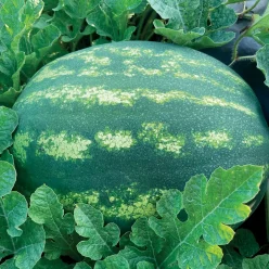 Whopper Hybrid Watermelon Seeds