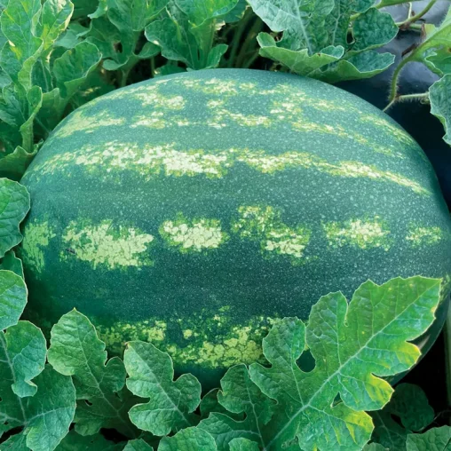 Whopper Hybrid Watermelon Seeds