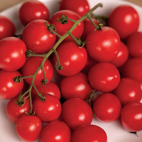 Junior Whopper Red Hybrid Tomato Seeds