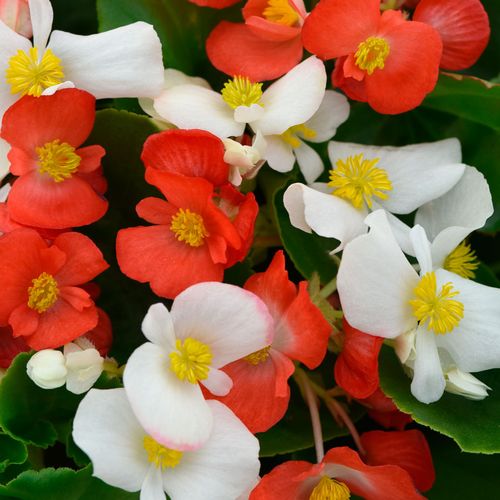 Hula Red and White Mix Begonia Seeds