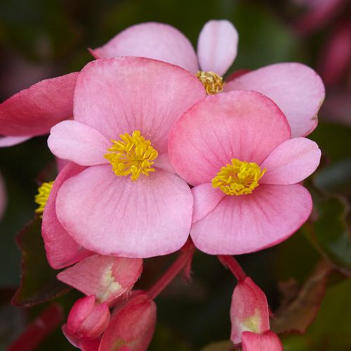Hula Pink Begonia Seeds
