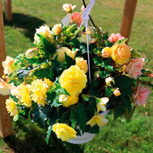 Nonstop Joy Peaches and Dreams Begonia Seeds