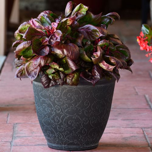 Sol Lizard Leaf Celosia Seeds