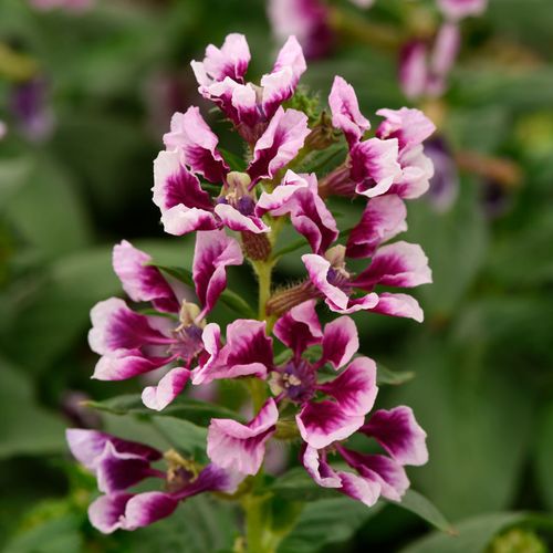 Sweet Talk Lavender Splash Cuphea Seeds