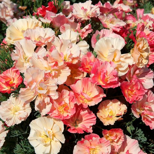 Thai Silk Appleblossom Chiffon Improved California Poppy Seeds