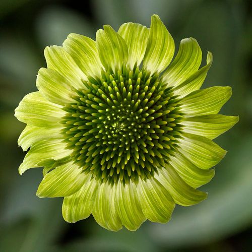 Prairie Blaze Green Coneflower Seeds