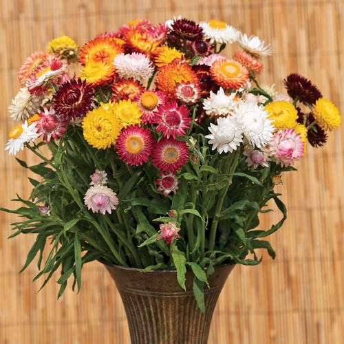 King Size Formula Mix Strawflower Seeds
