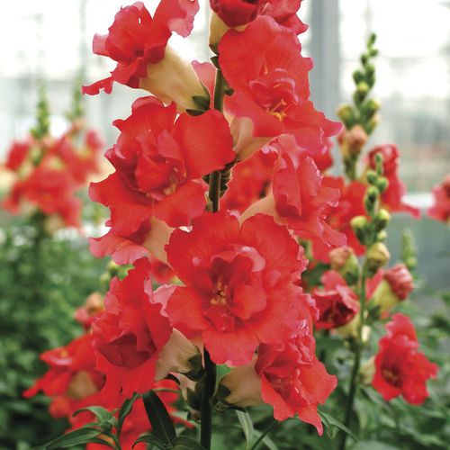 DoubleShot Orange Bicolor Snapdragon Seeds