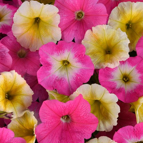 E3 Easy Wave Sweet Taffy Mix Petunia Seeds