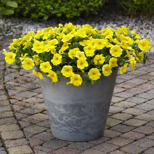 Caliburst Yellow Petchoa Seeds