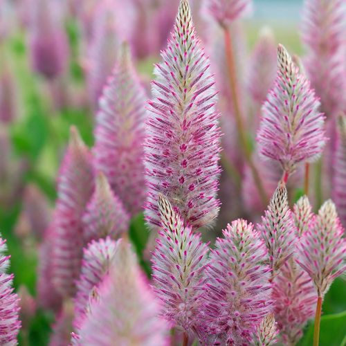 Matilda Ptilotus Seeds