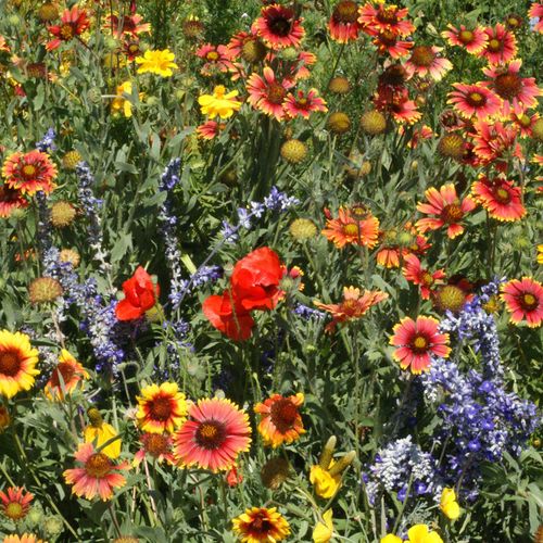 Dry Places Seed Mix