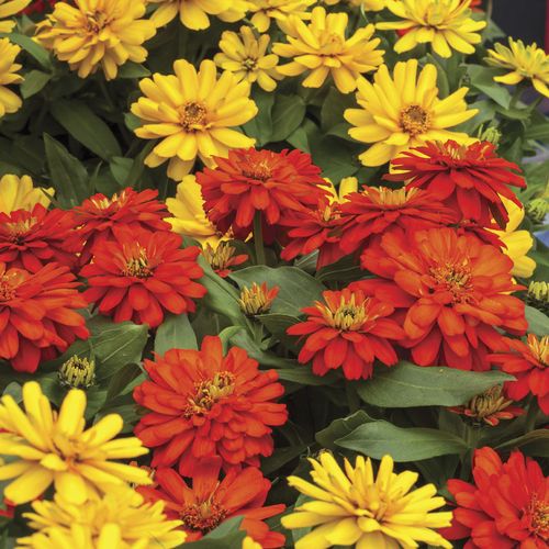 Zydeco Fire Zinnia Seeds