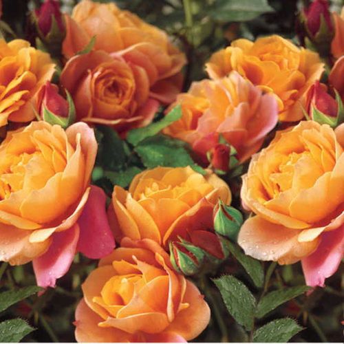 Disneyland Floribunda Rose