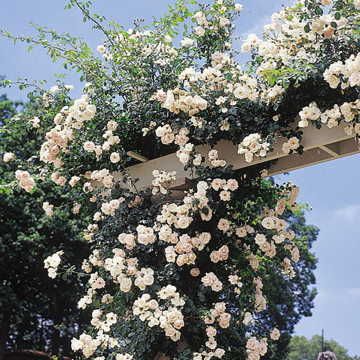 New Dawn Climbing Rose