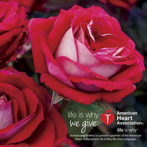 Grateful Heart Hybrid Tea Rose
