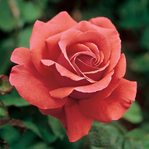 Rose Fragrant Cloud Hybrid Tea
