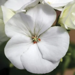 White Hybrid Geranium Seeds