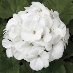 Alternative view of White Hybrid Geranium Seeds